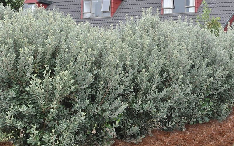 Bambina Dwarf Pineapple Guava (Feijoa Sellowiana ' Tharfiona') - 7 Gallon Pot 8 Bambina Dwarf Pineapple Guava (Feijoa Sellowiana ' Tharfiona') - 7 Gallon Pot - Image 6