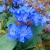 Hardy Blue Plumbago (Ceratostigma Plumbaginoides) - 5 Pack Of Pint Pots 1 Hardy Blue Plumbago (Ceratostigma Plumbaginoides) - 5 Pack Of Pint Pots -Outlet Drip Mingle Store Plumbago Hardy Blue 20 1