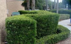 Podocarpus Macrophyllus Upright Yew - 1 Gallon Pot -Outlet Drip Mingle Store Podocarpus Upright Yew 11