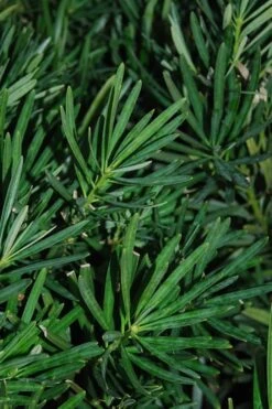 Podocarpus Macrophyllus Upright Yew - 1 Gallon Pot -Outlet Drip Mingle Store Podocarpus Upright Yew 13
