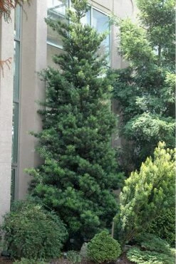 Podocarpus Macrophyllus Upright Yew - 1 Gallon Pot -Outlet Drip Mingle Store Podocarpus Upright Yew 500x750 1