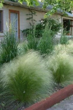 Pony Tails Mexican Feather Grass - Stipa Tennuissima - 1 Gallon Pot -Outlet Drip Mingle Store Ponytails Grass Mexican Feather Rev 500x750 3