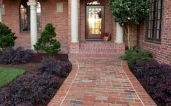 Purple Pixie Loropetalum - 2.5 Quart Pot -Outlet Drip Mingle Store Purple Pixie Loropetalum Border 3