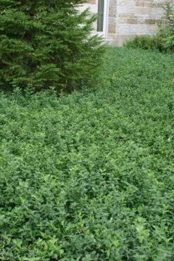 Purple Wintercreeper (Euonymus Fortunei 'Coloratus') - 36 Pack Of Pint Pots -Outlet Drip Mingle Store Purple Wintercreeper 5