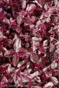 Purple Wintercreeper (Euonymus Fortunei 'Coloratus') - 36 Pack Of Pint Pots -Outlet Drip Mingle Store Purple Wintercreeper 7