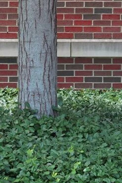 Purple Wintercreeper (Euonymus Fortunei 'Coloratus') - 36 Pack Of Pint Pots -Outlet Drip Mingle Store Purple Wintercreeper 8