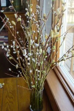 White Flowering Pussy Willow - Salix Caprea - 3 Gallon Pot -Outlet Drip Mingle Store Pussy Willow White 13