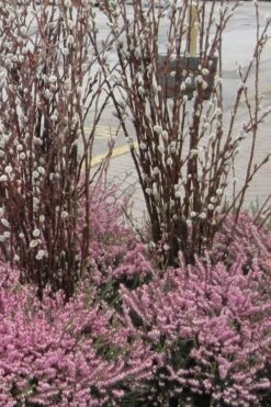 White Flowering Pussy Willow - Salix Caprea - 3 Gallon Pot -Outlet Drip Mingle Store Pussy Willow White 14