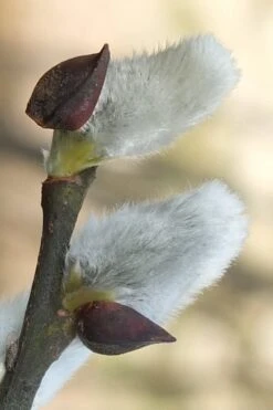 White Flowering Pussy Willow - Salix Caprea - 3 Gallon Pot -Outlet Drip Mingle Store Pussy Willow White 3