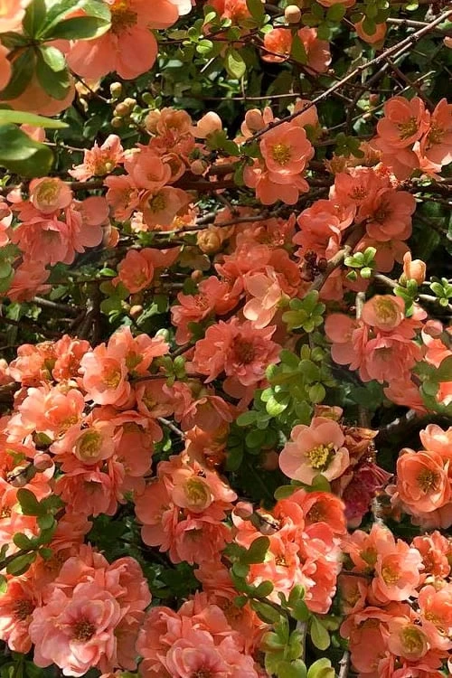 Cameo Flowering Quince - 3 Gallon Pot 3 Cameo Flowering Quince - 3 Gallon Pot