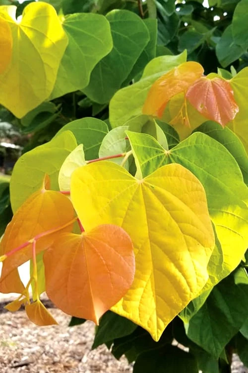 The Rising Sun Redbud Tree - 5 Gallon Pot 3 The Rising Sun Redbud Tree - 5 Gallon Pot