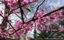 The Rising Sun Redbud Tree - 5 Gallon Pot 14 The Rising Sun Redbud Tree - 5 Gallon Pot -Outlet Drip Mingle Store Redbud Rising Sun 31 1