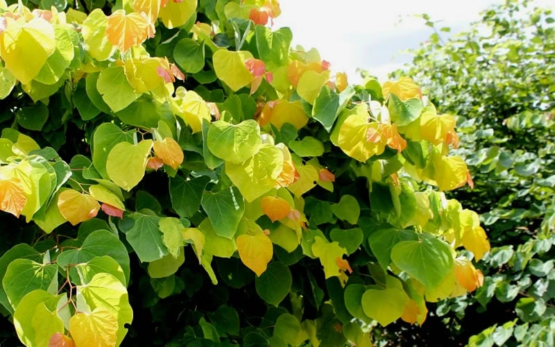 The Rising Sun Redbud Tree - 5 Gallon Pot 8 The Rising Sun Redbud Tree - 5 Gallon Pot - Image 6