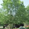 River Birch Tree (Betula Nigra) - 3 Gallon Pot (Multi Trunk) -Outlet Drip Mingle Store River Birch 10