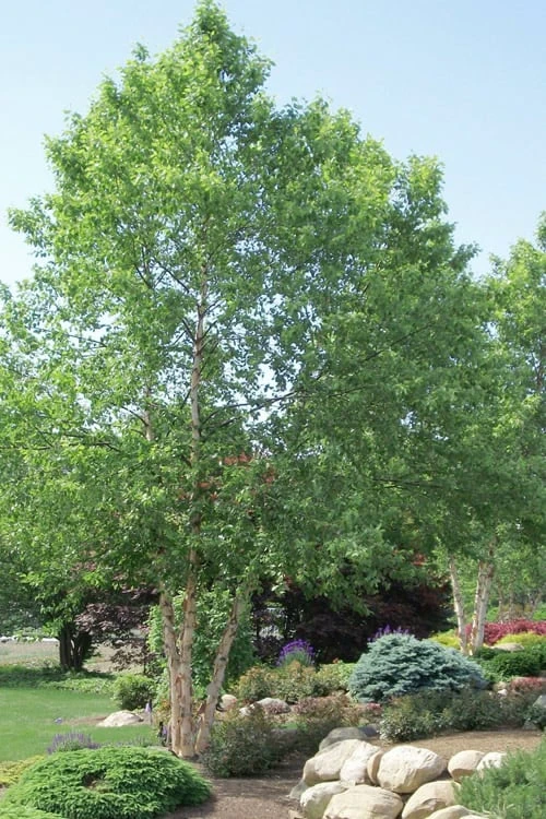 River Birch Tree (Betula Nigra) - 3 Gallon Pot (Multi Trunk) 3 River Birch Tree (Betula Nigra) - 3 Gallon Pot (Multi Trunk)