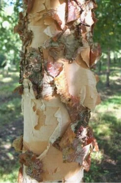 River Birch Tree (Single Trunk) - 3 Gallon Pot 10 River Birch Tree (Single Trunk) - 3 Gallon Pot -Outlet Drip Mingle Store River Birch 12 1