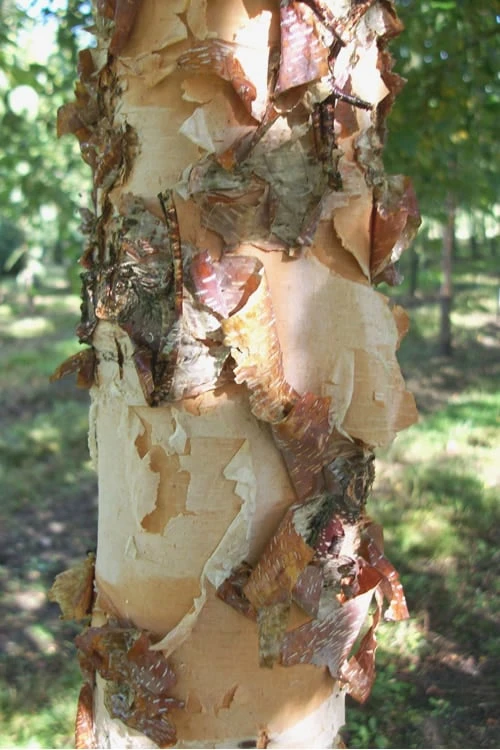 River Birch Tree (Betula Nigra) - 3 Gallon Pot (Multi Trunk) 6 River Birch Tree (Betula Nigra) - 3 Gallon Pot (Multi Trunk) - Image 4
