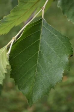 River Birch Tree (Single Trunk) - 3 Gallon Pot 11 River Birch Tree (Single Trunk) - 3 Gallon Pot -Outlet Drip Mingle Store River Birch 13 1