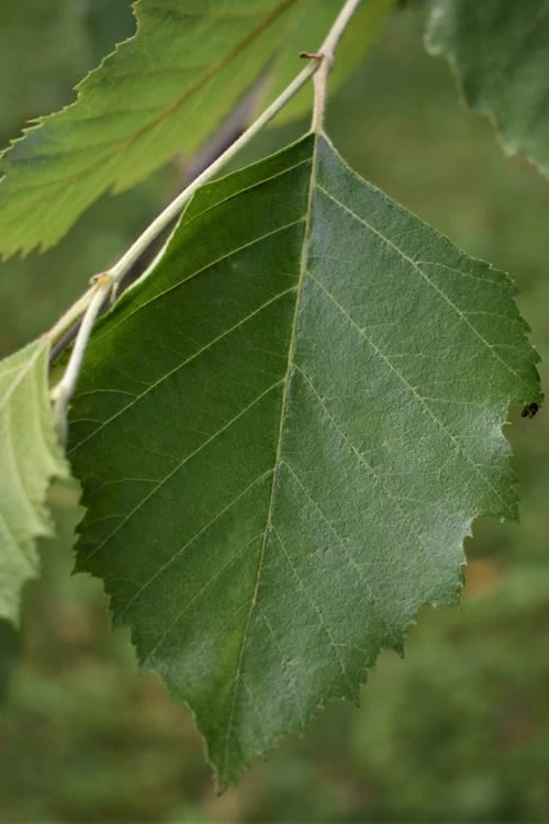 River Birch Tree (Betula Nigra) - 3 Gallon Pot (Multi Trunk) 7 River Birch Tree (Betula Nigra) - 3 Gallon Pot (Multi Trunk) - Image 5