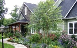 River Birch Tree (Betula Nigra) - 3 Gallon Pot (Multi Trunk) 13 River Birch Tree (Betula Nigra) - 3 Gallon Pot (Multi Trunk) -Outlet Drip Mingle Store River Birch Tree B