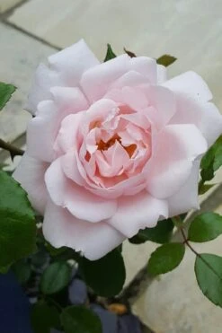 New Dawn Climbing Rose - 3 Gallon Pot -Outlet Drip Mingle Store Rose Climbing New Dawn 12