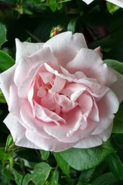 New Dawn Climbing Rose - 3 Gallon Pot -Outlet Drip Mingle Store Rose Climbing New Dawn 17