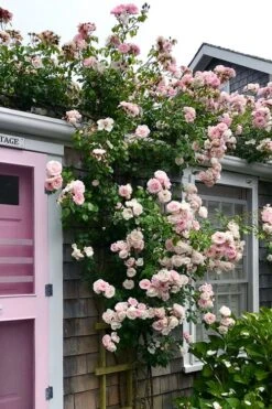 New Dawn Climbing Rose - 3 Gallon Pot -Outlet Drip Mingle Store Rose Climbing New Dawn 18