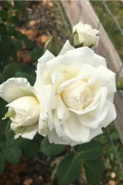 Cloud 10 Climbing Rose - 3 Gallon Pot -Outlet Drip Mingle Store Rose Cloud 10 10