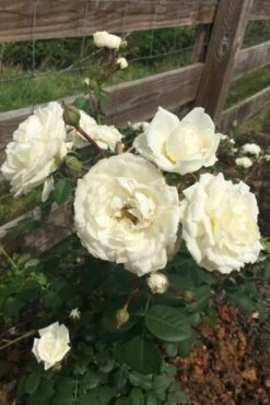 Cloud 10 Climbing Rose - 3 Gallon Pot -Outlet Drip Mingle Store Rose Cloud 10 11