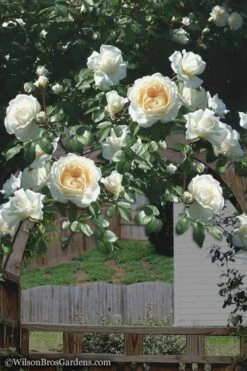 Cloud 10 Climbing Rose - 3 Gallon Pot -Outlet Drip Mingle Store Rose Cloud 10 4
