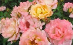 Peach Drift Groundcover Rose - 1 Gallon Pot -Outlet Drip Mingle Store Rose Drift Peach 2