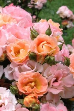 Peach Drift Groundcover Rose - 2 Gallon Pot -Outlet Drip Mingle Store Rose Drift Peach 22 1