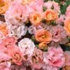 Peach Drift Groundcover Rose - 3 Gallon Pot -Outlet Drip Mingle Store Rose Drift Peach 23