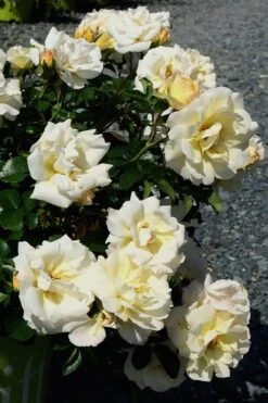 Popcorn Drift Groundcover Rose - 3 Gallon Pot -Outlet Drip Mingle Store Rose Drift Popcorn 10 1