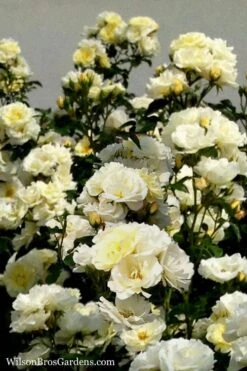 Popcorn Drift Groundcover Rose - 2 Gallon Pot -Outlet Drip Mingle Store Rose Drift Popcorn 16