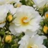 Popcorn Drift Groundcover Rose - 2 Gallon Pot -Outlet Drip Mingle Store Rose Drift Popcorn 19
