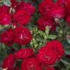 Red Drift Groundcover Rose - 3 Gallon Pot -Outlet Drip Mingle Store Rose Drift Red 10
