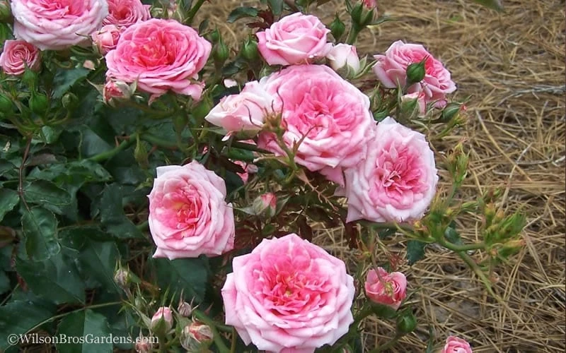 Sweet Drift Groundcover Rose - 3 Gallon Pot 5 Sweet Drift Groundcover Rose - 3 Gallon Pot - Image 3