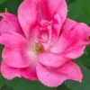 Swamp Rose (Rosa Palustris) - 3 Pack Of 1.5 Quart Pots -Outlet Drip Mingle Store Rose Knock Out Pink 5