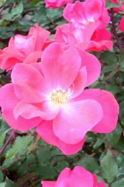 Swamp Rose (Rosa Palustris) - 3 Pack Of 1.5 Quart Pots -Outlet Drip Mingle Store Rose Knock Out Pink 6