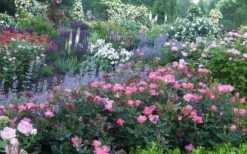 Swamp Rose (Rosa Palustris) - 3 Pack Of 1.5 Quart Pots -Outlet Drip Mingle Store Rose Knock Out Pink 8