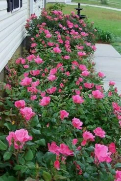 Swamp Rose (Rosa Palustris) - 3 Pack Of 1.5 Quart Pots -Outlet Drip Mingle Store Rose Knock Out Pink 9
