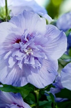 Blue Chiffon Rose Of Sharon - 5 Gallon Pot -Outlet Drip Mingle Store Rose Of Sharon Blue Chiffon 10