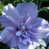 Blue Chiffon Rose Of Sharon - 2 Gallon Pot -Outlet Drip Mingle Store Rose Of Sharon Blue Chiffon 11 1