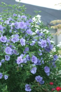 Blue Chiffon Rose Of Sharon - 5 Gallon Pot -Outlet Drip Mingle Store Rose Of Sharon Blue Chiffon 5