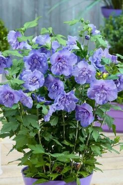 Blue Chiffon Rose Of Sharon - 1 Gallon Pot -Outlet Drip Mingle Store Rose Of Sharon BlueChiffon 6 2