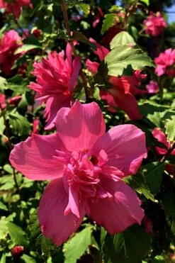 Lucy Rose Of Sharon (Althea) - Hibiscus Syriacus - 3 Gallon Pot -Outlet Drip Mingle Store Rose Of Sharon Lucy 13