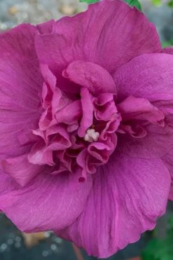 Magenta Chiffon Rose Of Sharon - Hibiscus Syriacus - 3 Gallon Pot -Outlet Drip Mingle Store Rose Of Sharon Magenta Chiffon 4