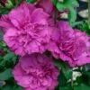 Magenta Chiffon Rose Of Sharon - Hibiscus Syriacus - 2 Gallon Pot -Outlet Drip Mingle Store Rose Of Sharon Magenta Chiffon 5 1