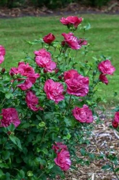 Magenta Chiffon Rose Of Sharon - Hibiscus Syriacus - 3 Gallon Pot -Outlet Drip Mingle Store Rose Of Sharon Magenta Chiffon 6
